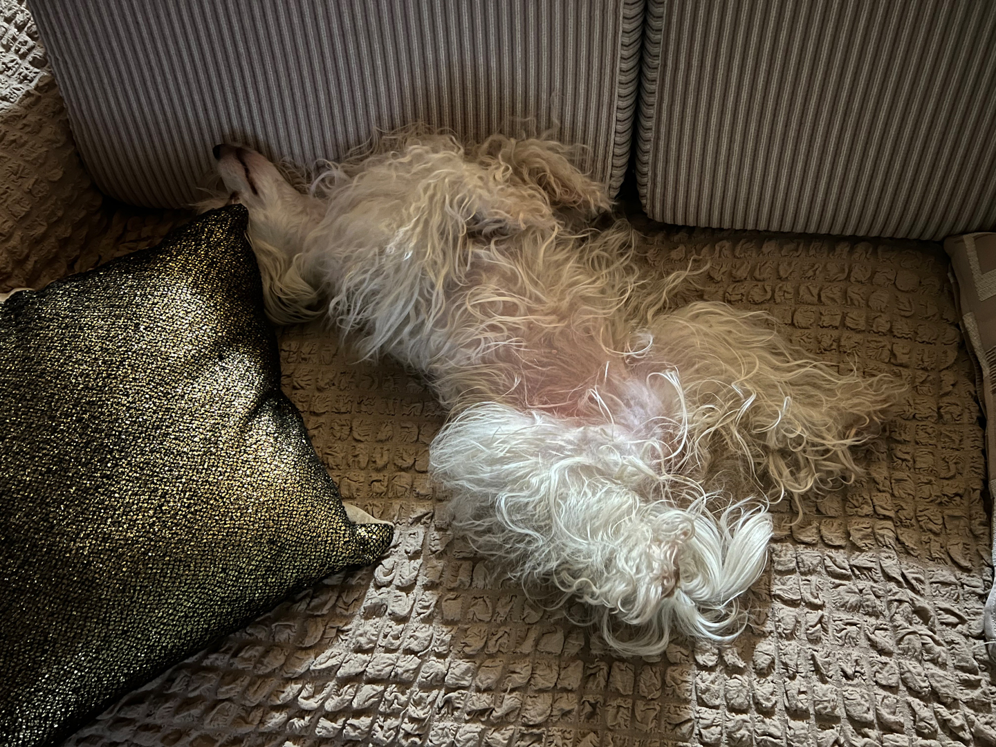 Hippie
